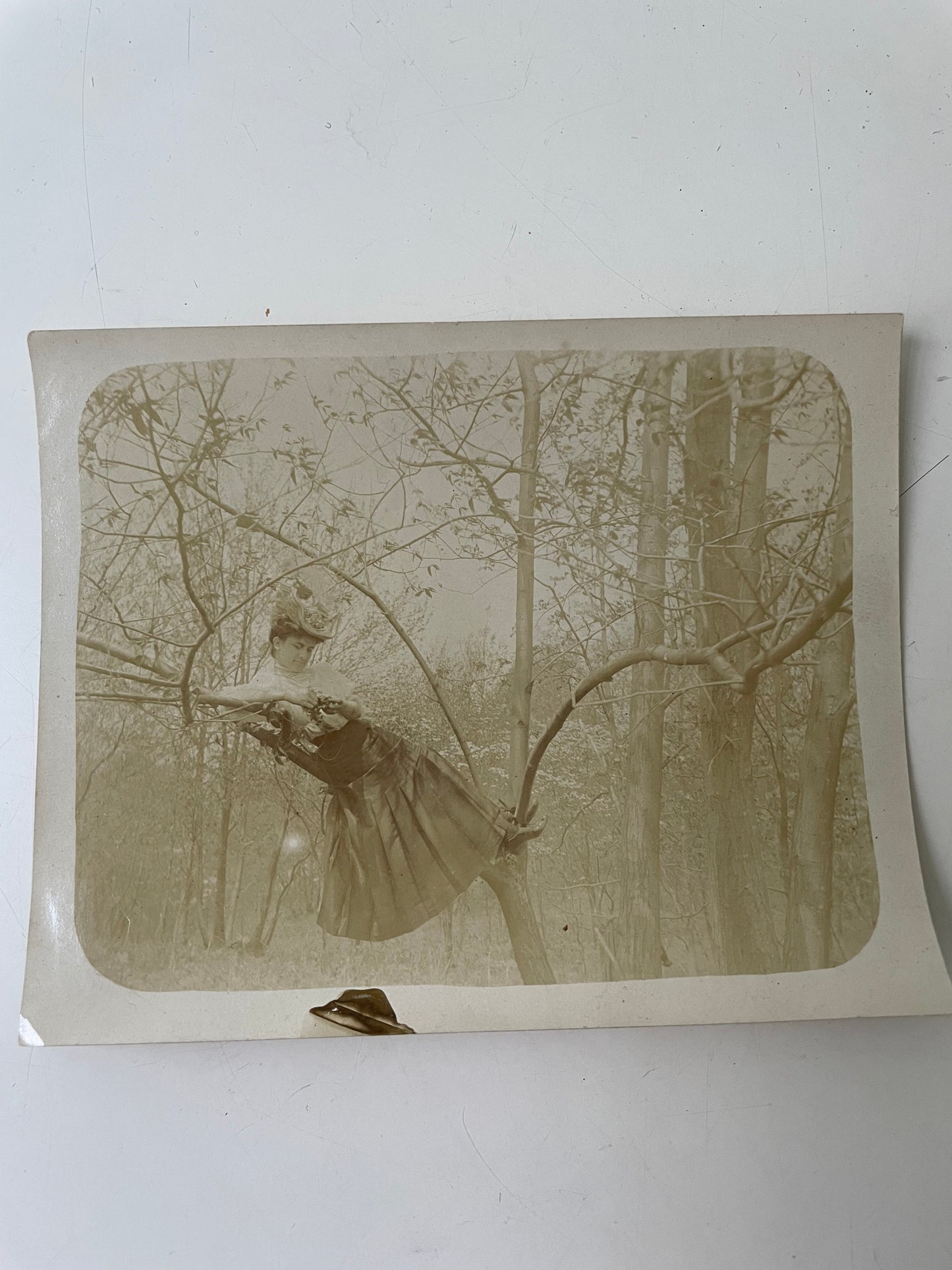 Victorian Woman in Tree, Snapshot, 1890s