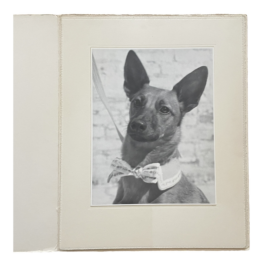 Well Dressed Dog by Kenneth Heilbron, Photograph, 1930s