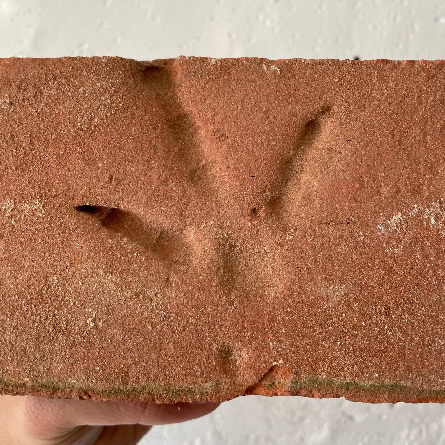 Turkey Footprint Brick, 1880/90