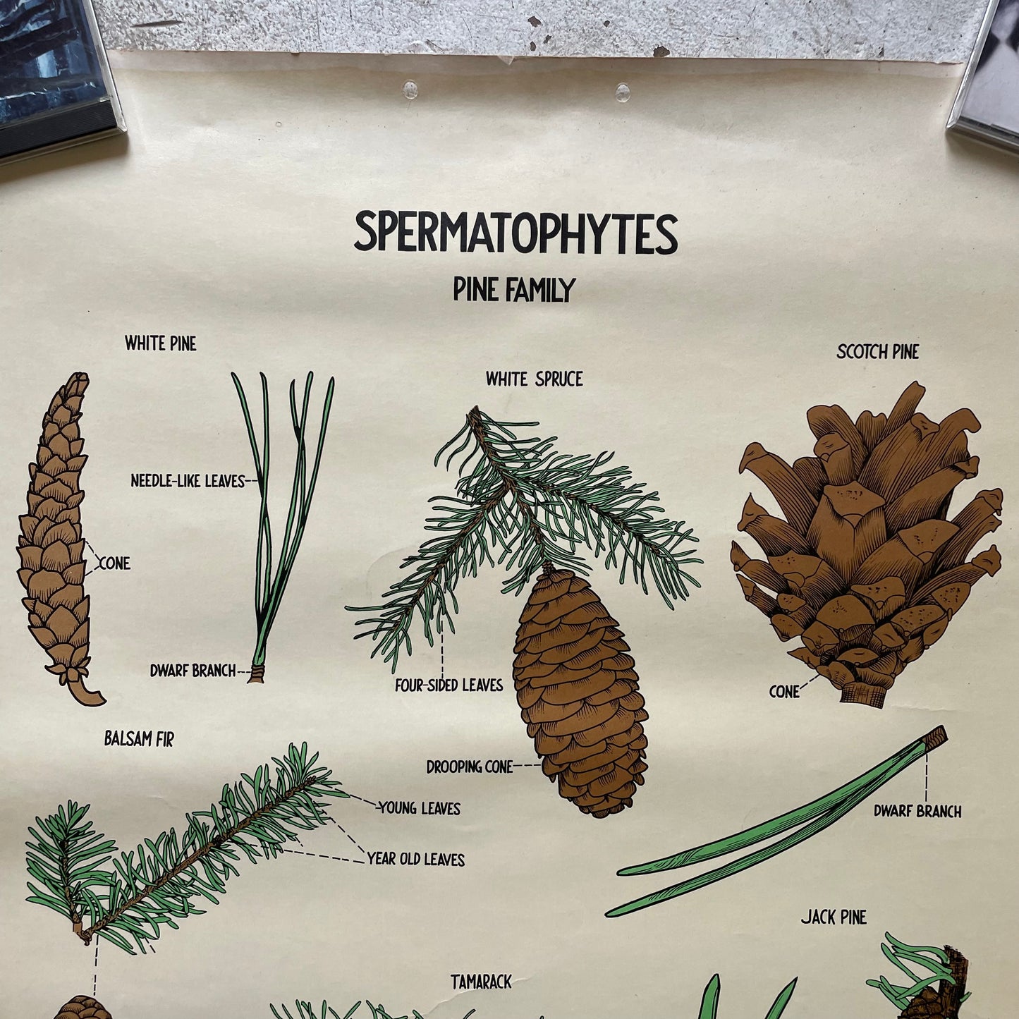 Botanical Poster, Pine, 1939