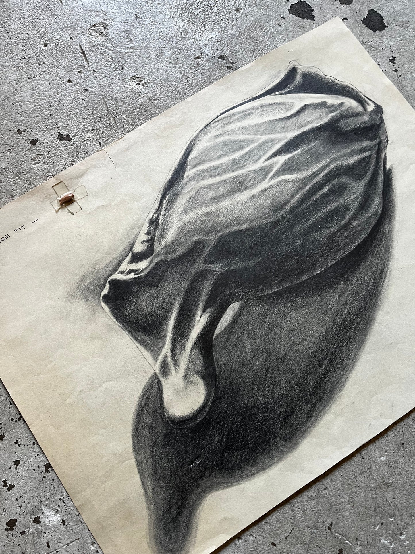 Orange Seed Study, 1970s